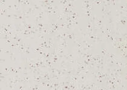 Gerflor Taralay Element Compact 3739 Tokyo ()