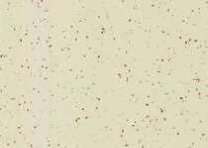 Gerflor Taralay Element Compact 4337 Bilbao ()