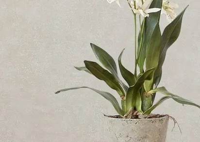 Обои Sirpi Academy a tribute to Gustav Klimt 25671