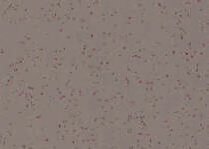 Gerflor Taralay Element Comfort 8067 Dakar ()